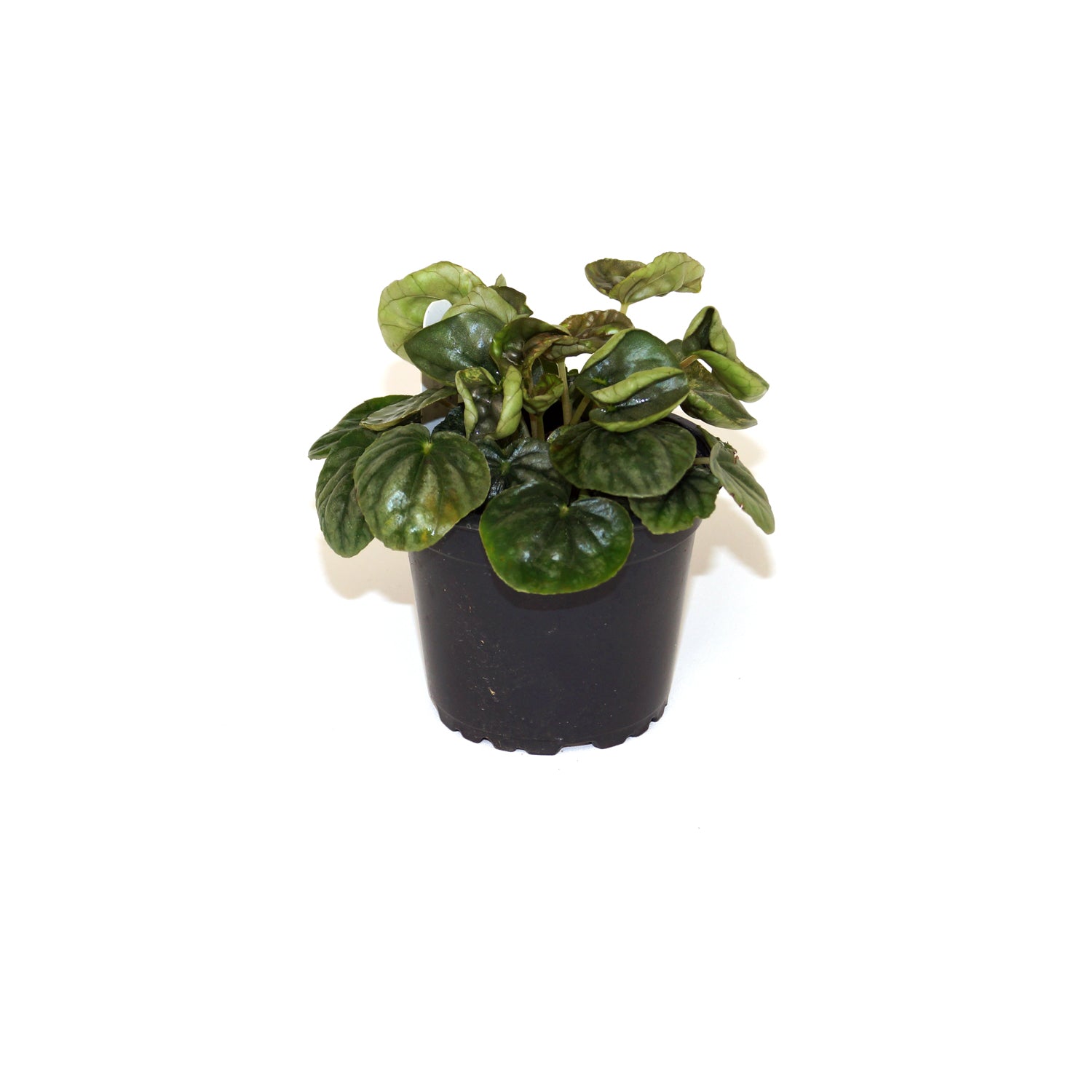 Peperomia caperata 'Steve's Leaves Chameleon' (Limit of 1)