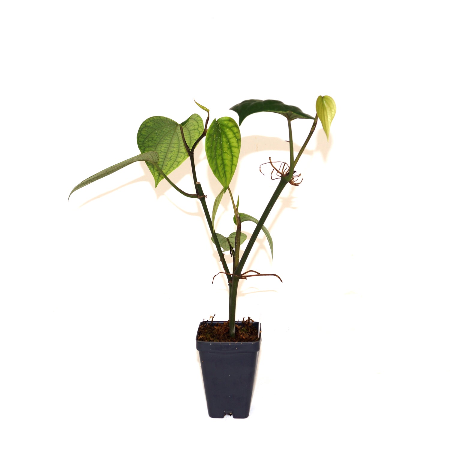 black pepper plant in pot Black Pepper Piper Nigrum Plant | Exotic Plants For Sale