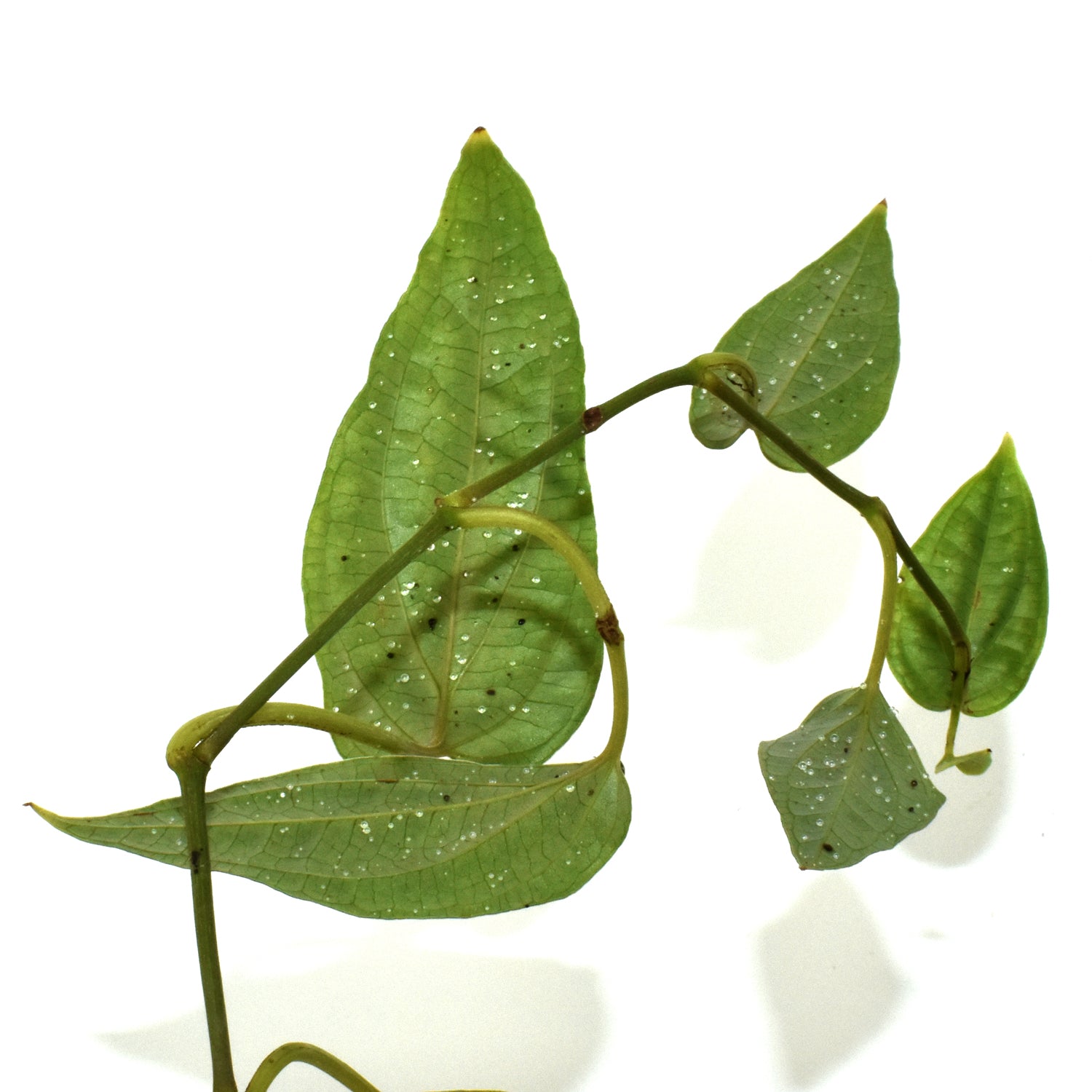 Piper sp. Laos