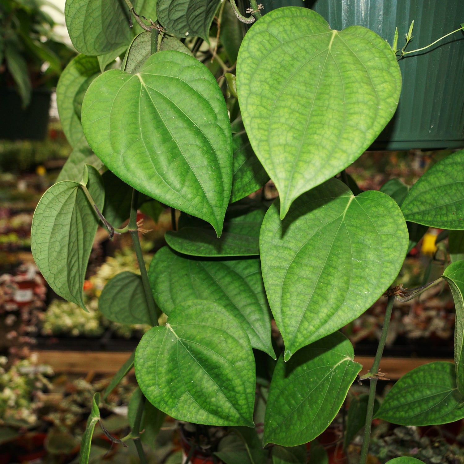 pepper succulent Piper nigrum (Black Pepper)