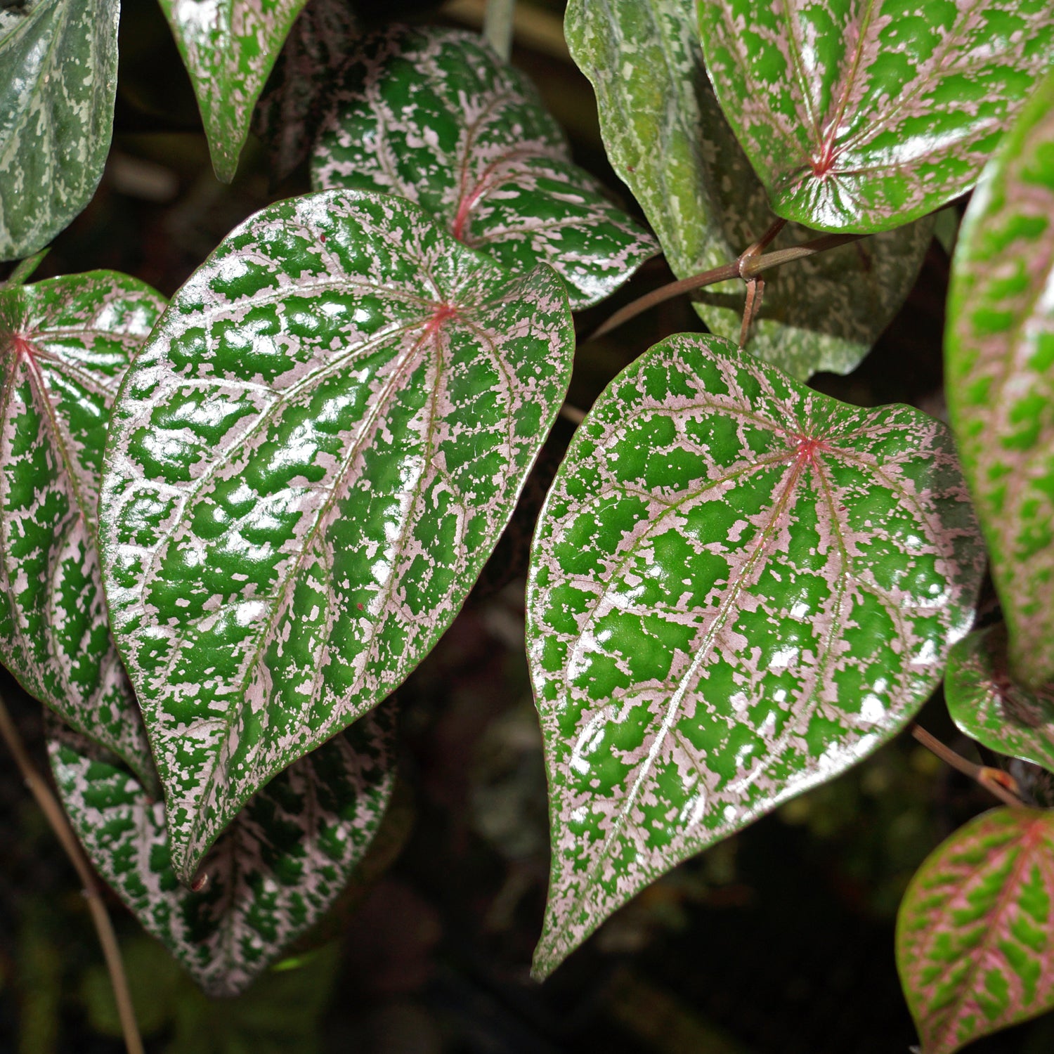 anthurium ornatum Piper ornatum