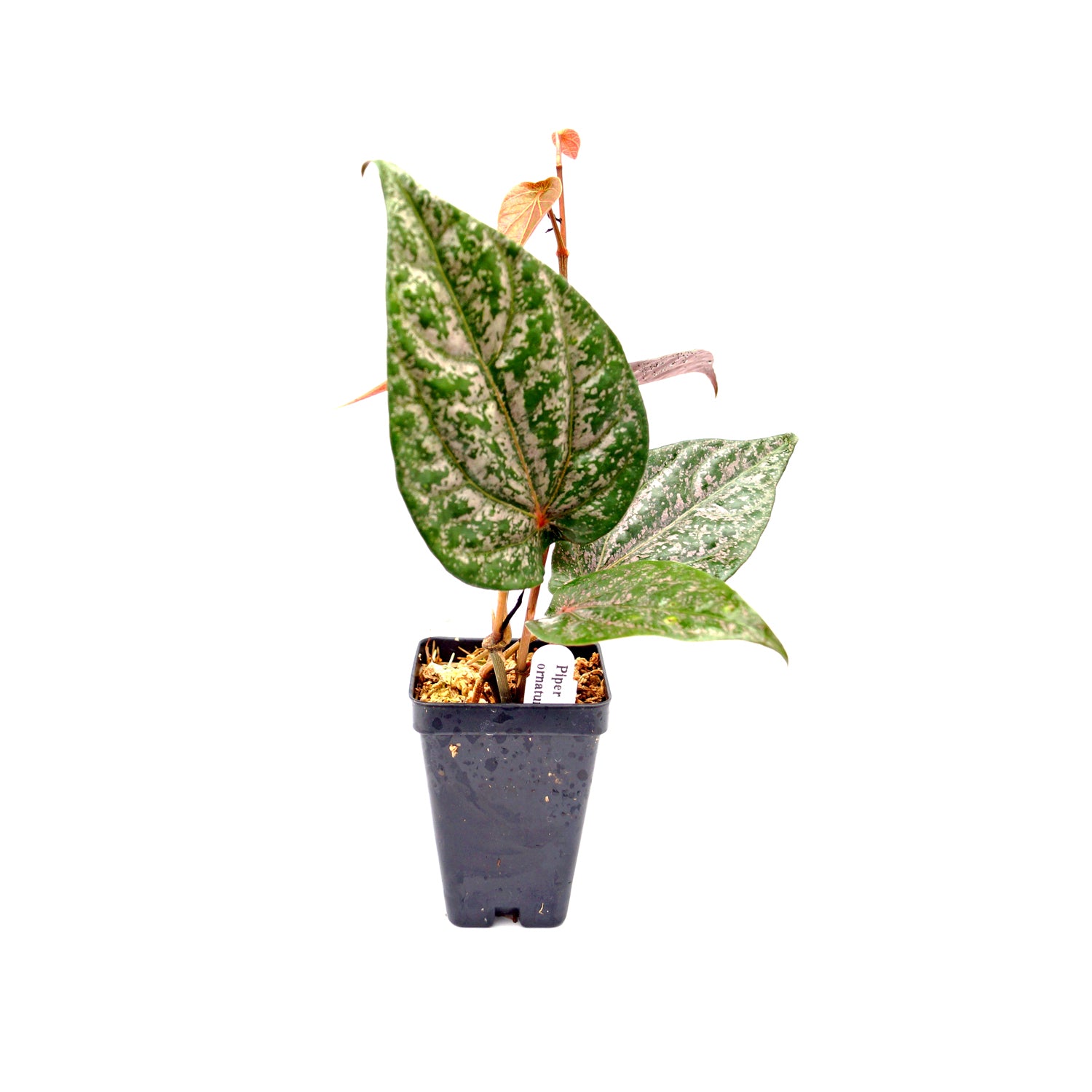 RARE plante d'intérieur tropicale vivante Piper Parmatum garden 4 cadeau  en pot