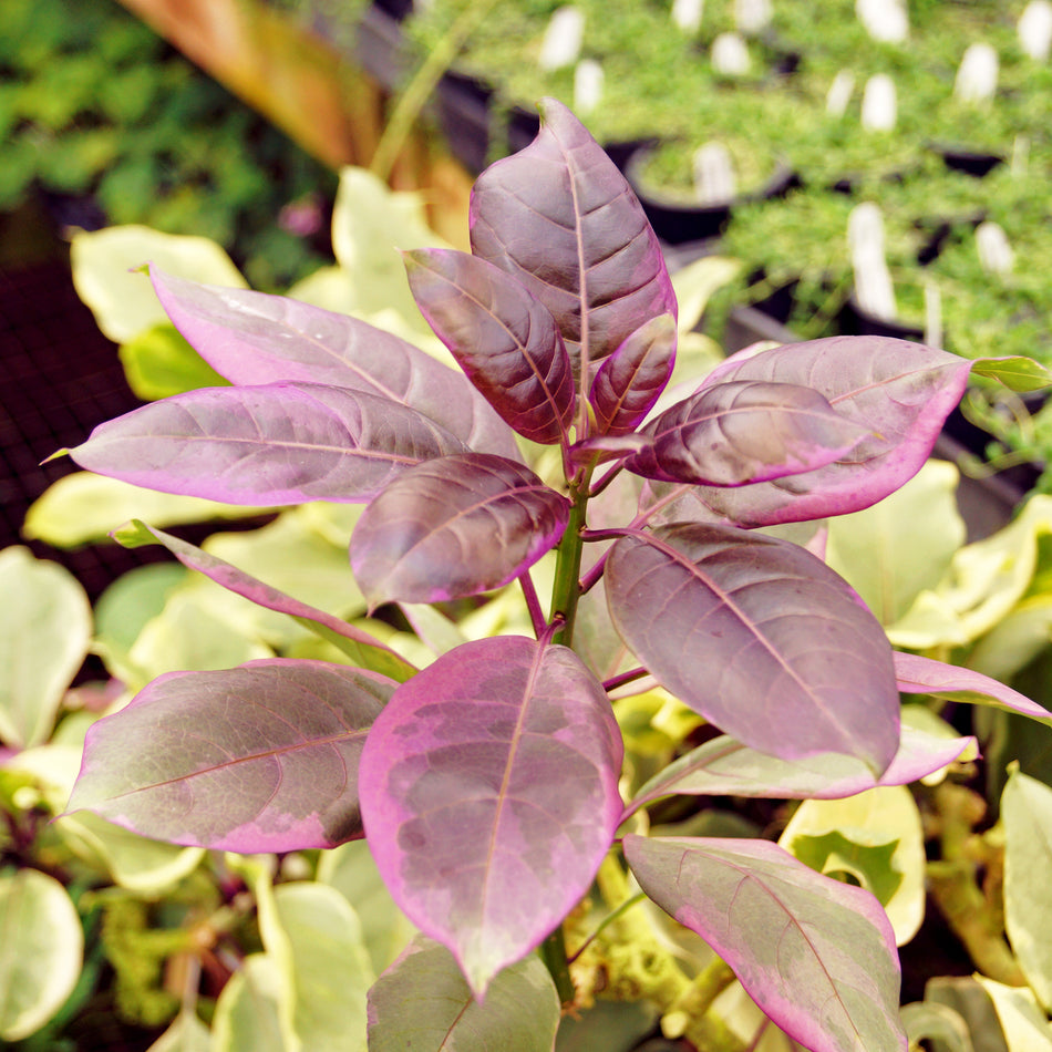 Solandra maxima 'Variegata' – Steve's Leaves