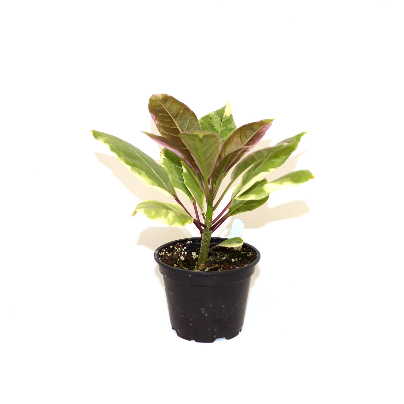 Solandra maxima 'Variegata' – Steve's Leaves
