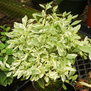 Solanum pseudocapsicum variegata