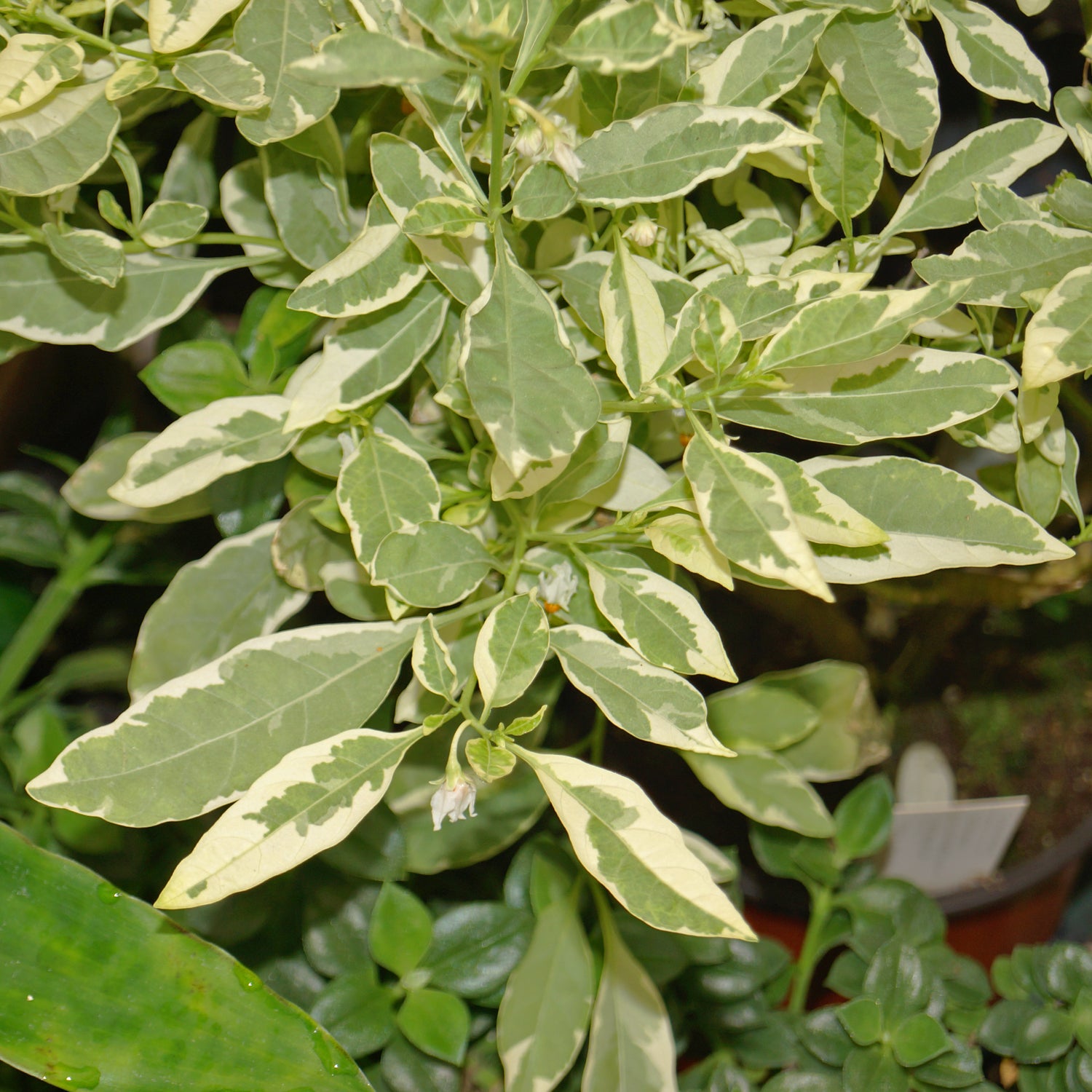 Solanum pseudocapsicum variegata
