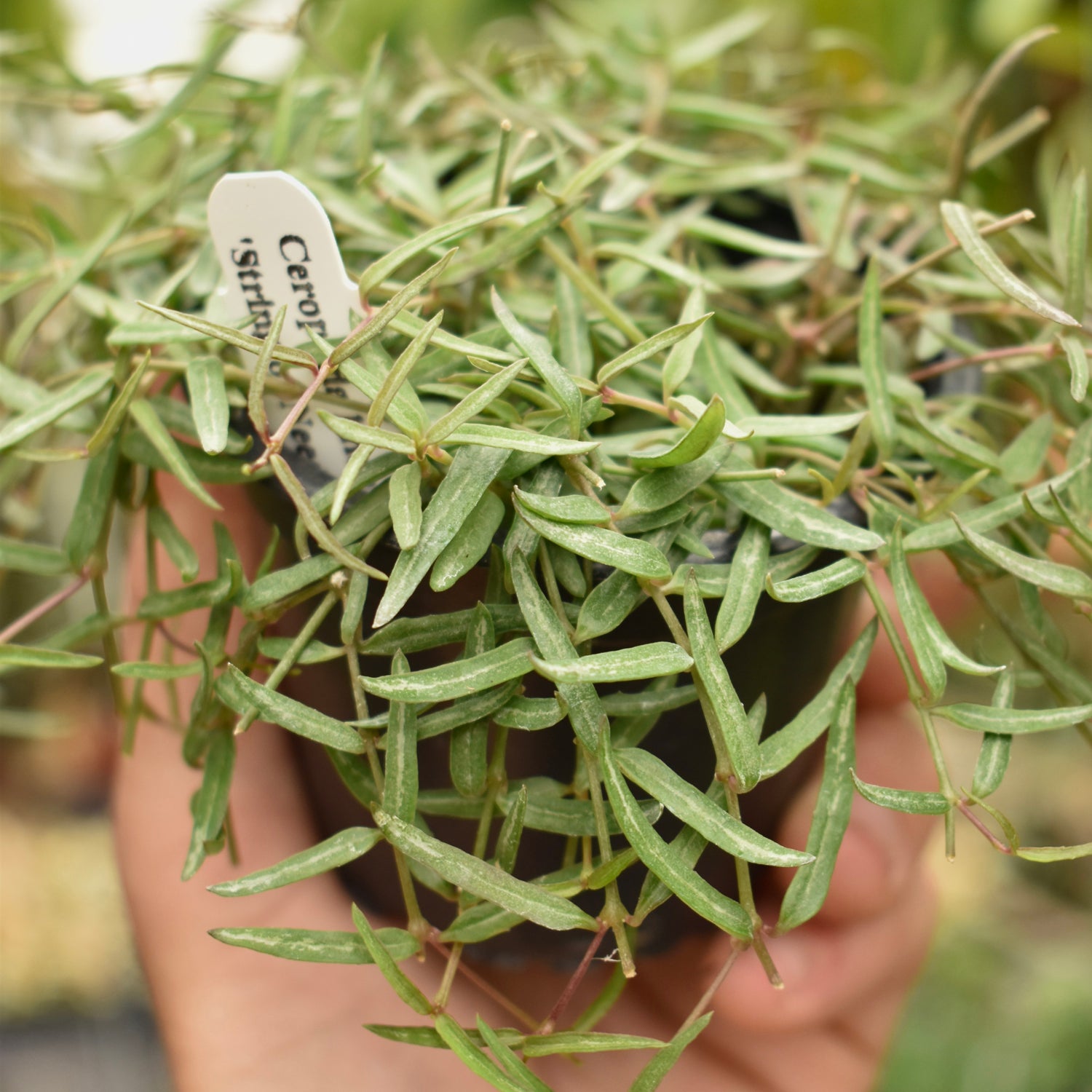 string of needles succulent Ceropegia linearis "String of Needles"