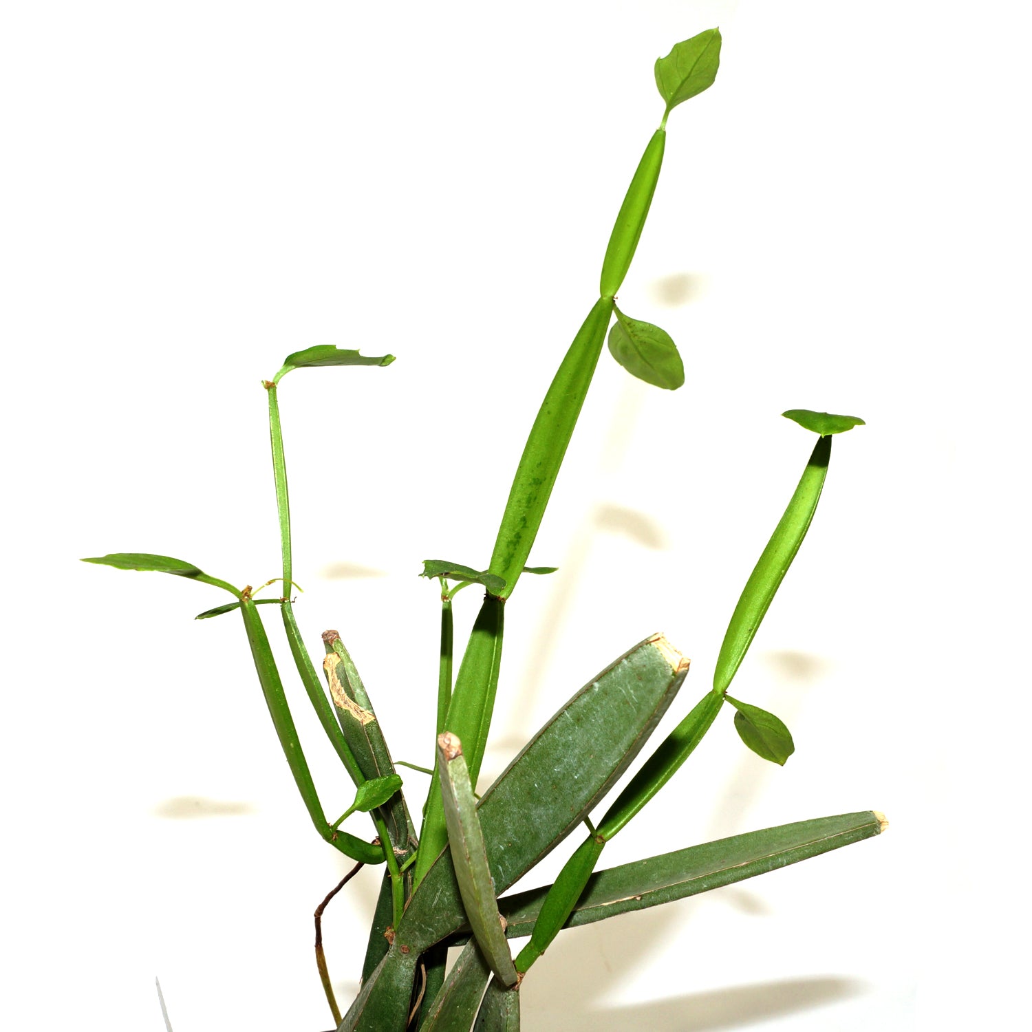 cissus succulent Cissus hamaderohensis